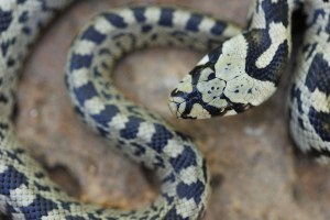 Couleuvre à échelons (c) Nicolas Bastide